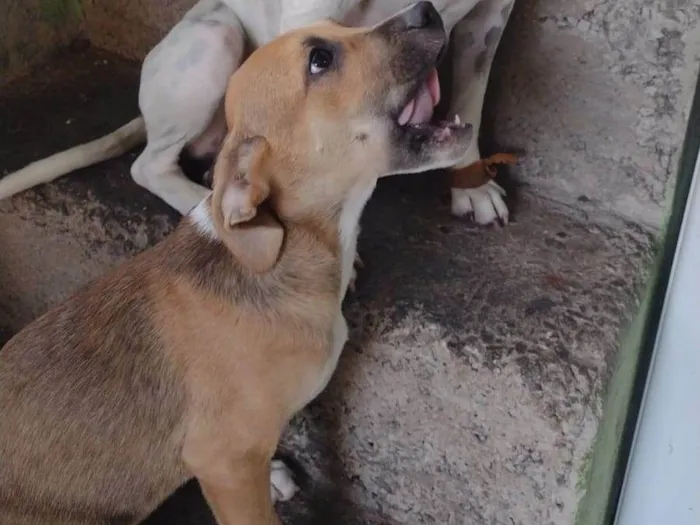 Cachorro ra a SRD-ViraLata idade 2 a 6 meses nome Caramelo