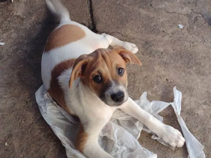 Cachorro raça SRD-ViraLata idade 2 a 6 meses nome Pudim