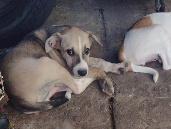 Cachorro raça SRD-ViraLata idade 2 a 6 meses nome Harry Patas