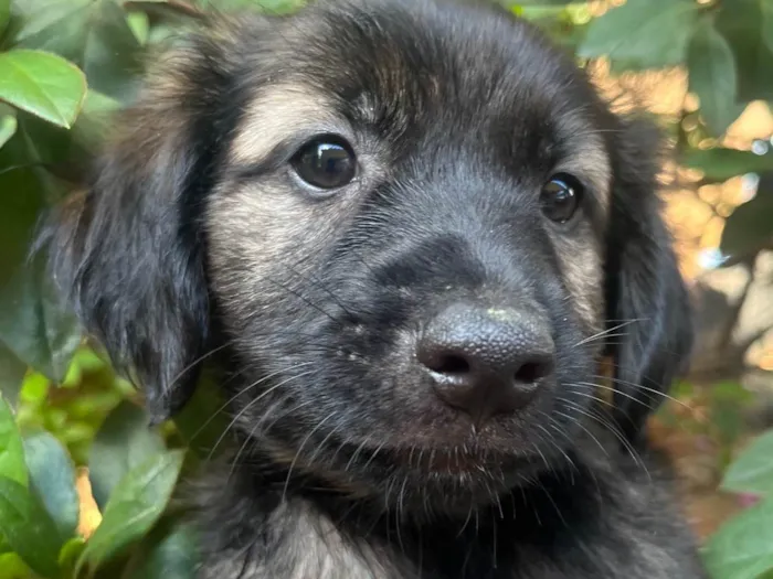 Cachorro raça SRD-ViraLata idade Abaixo de 2 meses nome Sem Nome 