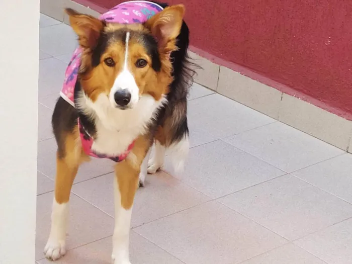 Cachorro ra a Border colie idade 1 ano nome Sakura