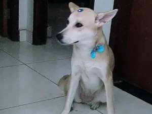 Cachorro raça Srd idade 2 anos nome Athena 