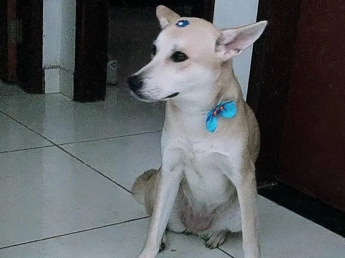 Cachorro ra a Srd idade 2 anos nome Athena 