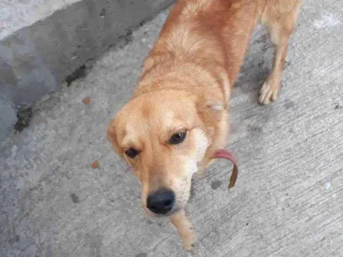 Cachorro raça Sem raça definida idade 1 ano nome Sem nome