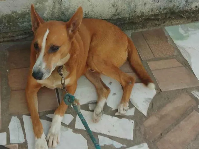 Cachorro ra a  idade 1 ano nome Leão 