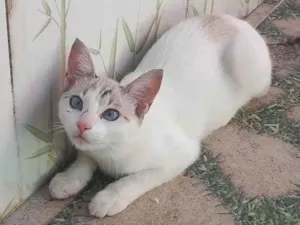 Gato raça Branca idade 7 a 11 meses nome Meg