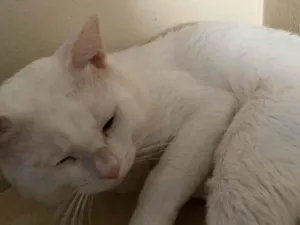 Gato raça  idade 2 a 6 meses nome Snow e Lili