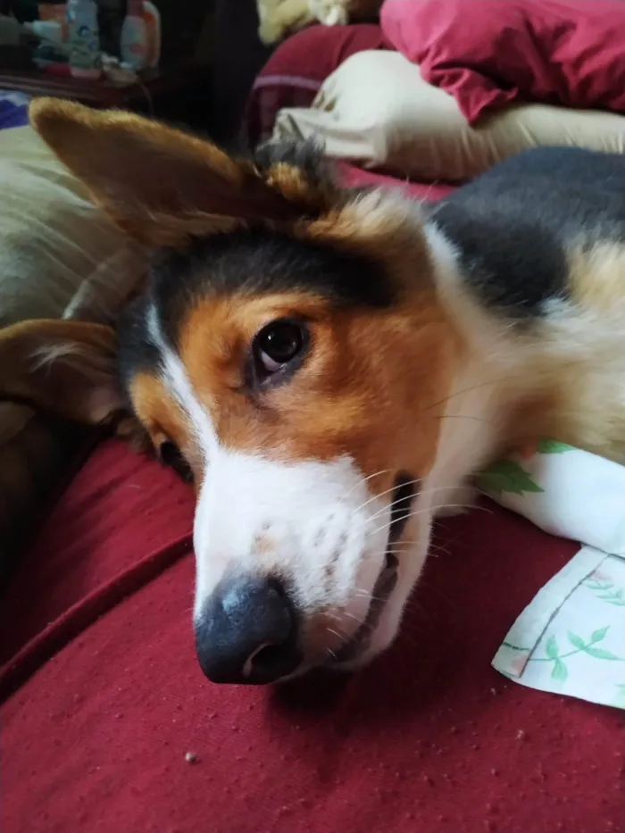 Cachorro ra a Border colie idade 1 ano nome Sakura