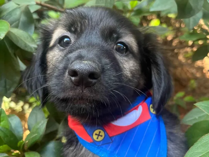 Cachorro raça SRD-ViraLata idade Abaixo de 2 meses nome Sem Nome 