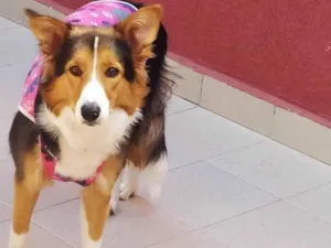 Cachorro raça Border colie idade 1 ano nome Sakura