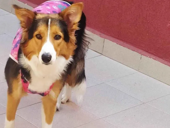 Cachorro ra a Border colie idade 1 ano nome Sakura