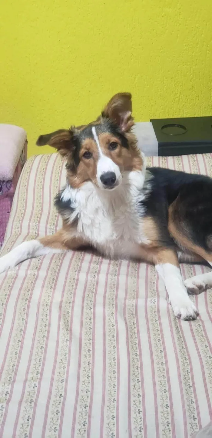 Cachorro ra a Border colie idade 1 ano nome Sakura