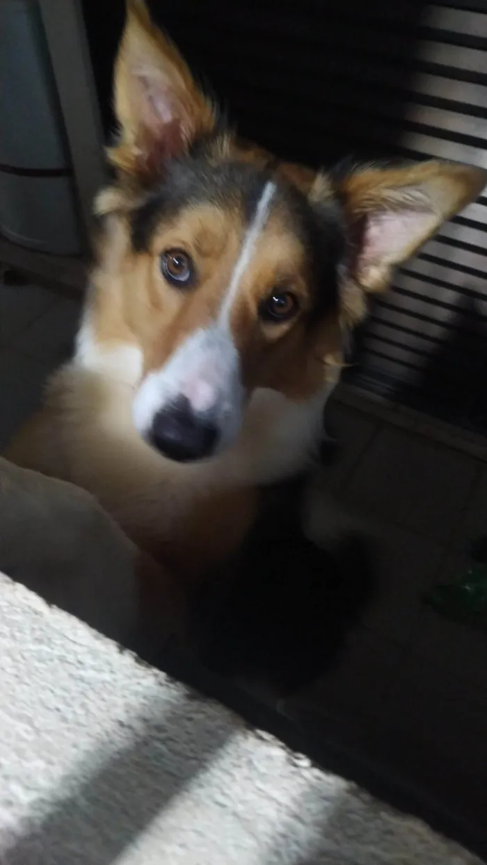 Cachorro ra a Border colie idade 1 ano nome Sakura