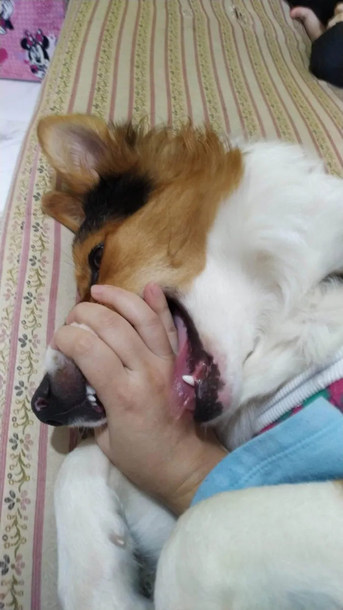 Cachorro ra a Border colie idade 1 ano nome Sakura