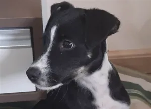 Cachorro raça SRD idade 2 a 6 meses nome Nina