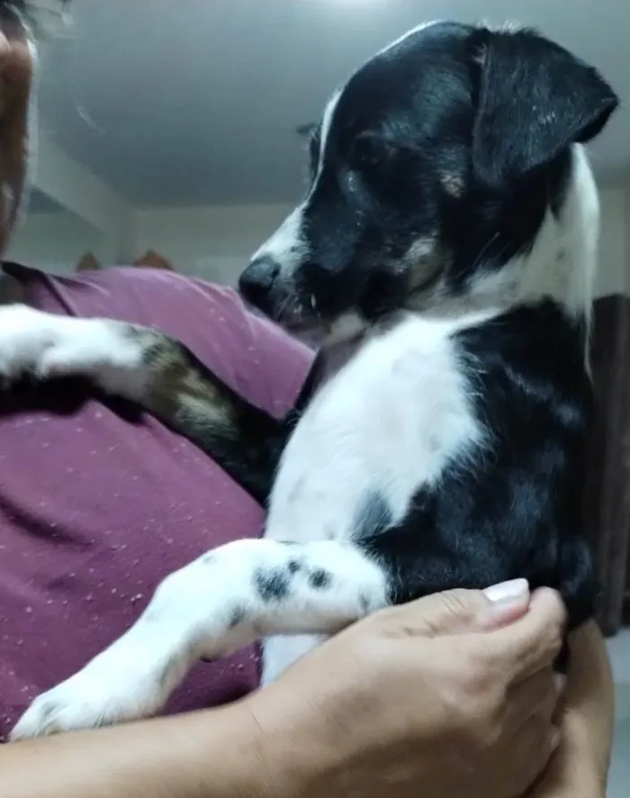 Cachorro ra a SRD idade 2 a 6 meses nome Nina