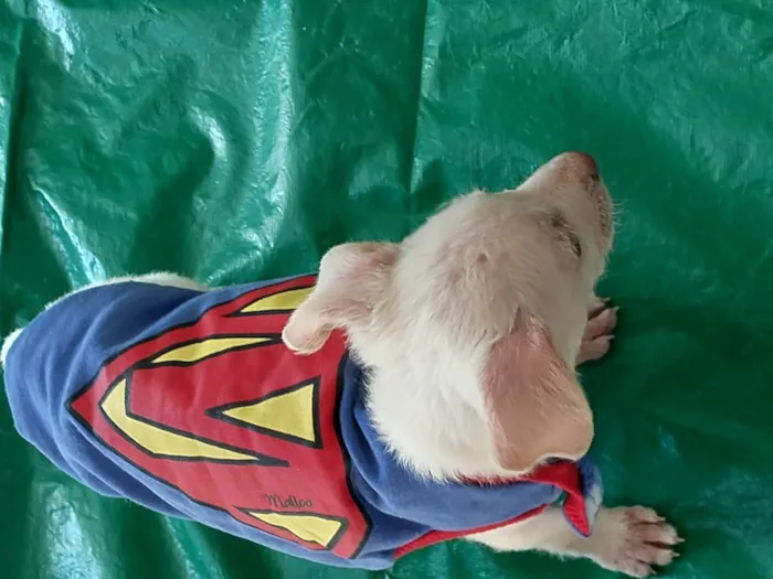 Cachorro ra a SRD-ViraLata idade 2 a 6 meses nome Duque