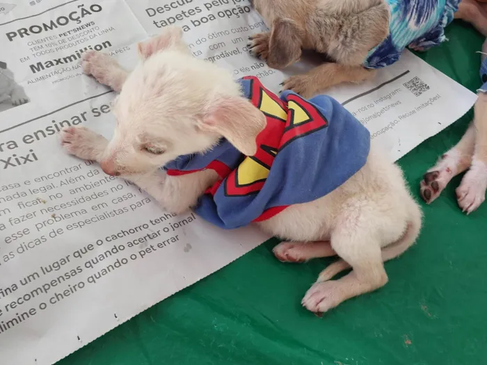 Cachorro ra a SRD-ViraLata idade 2 a 6 meses nome Duque