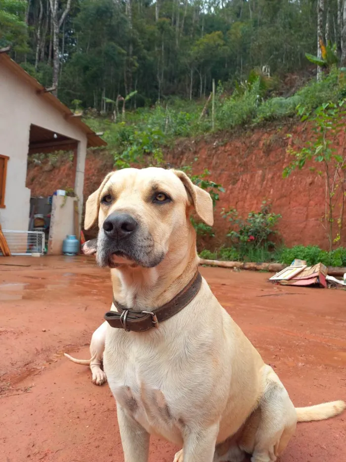 Cachorro ra a SRD-ViraLata idade 2 anos nome Tio Pedro