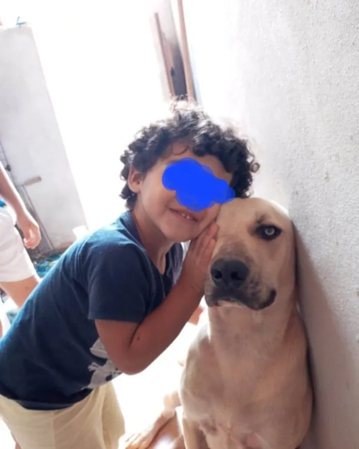 Cachorro ra a SRD-ViraLata idade 2 anos nome Tio Pedro