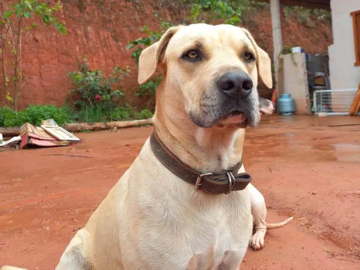 Cachorro ra a SRD-ViraLata idade 2 anos nome Tio Pedro