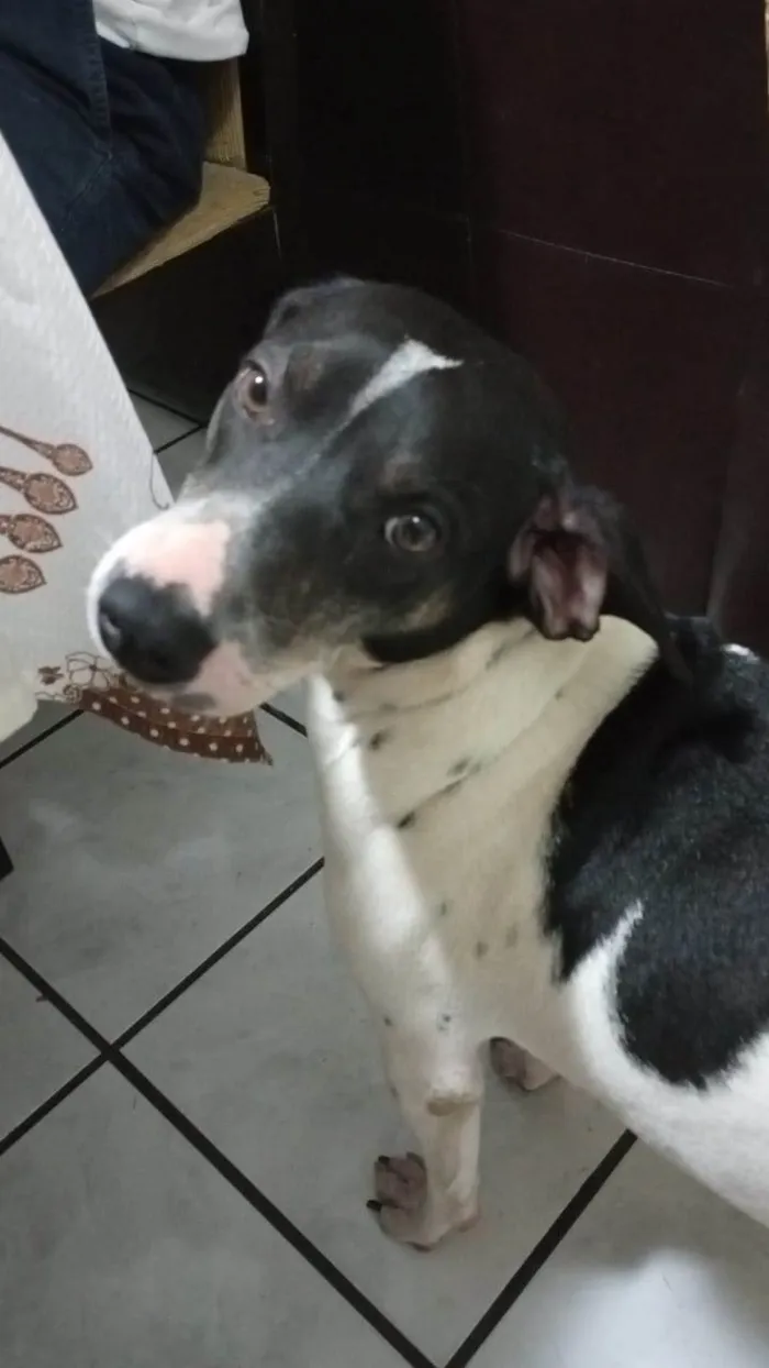 Cachorro ra a SRD-ViraLata idade 2 anos nome Soraia