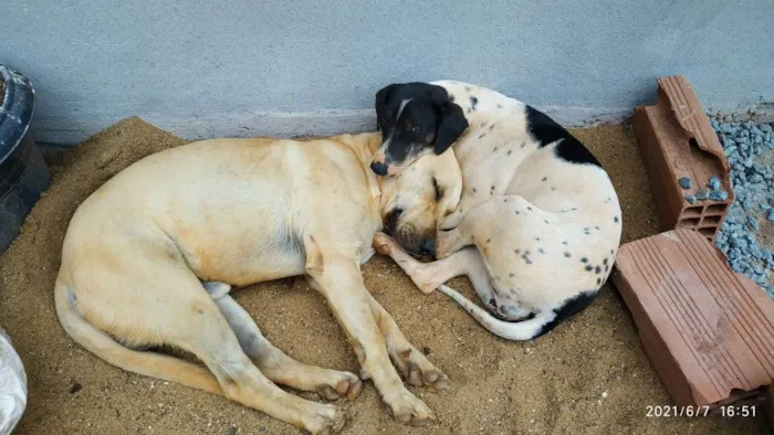 Cachorro ra a SRD-ViraLata idade 2 anos nome Soraia