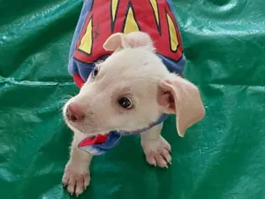 Cachorro raça SRD-ViraLata idade 2 a 6 meses nome Duque