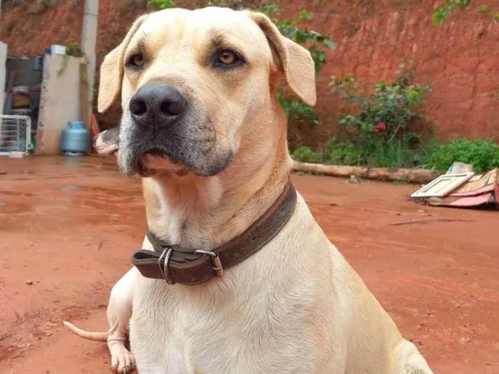 Cachorro ra a SRD-ViraLata idade 2 anos nome Tio Pedro