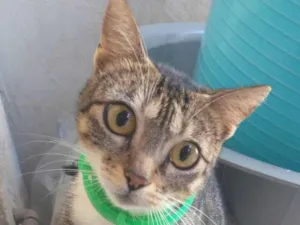 Gato raça SRD-ViraLata idade 2 anos nome MENIE