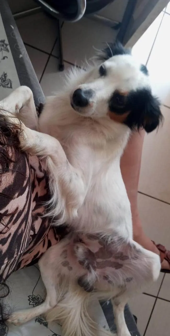 Cachorro ra a SRD-ViraLata idade 1 ano nome Timão 