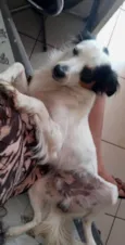 Timão