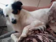 Timão