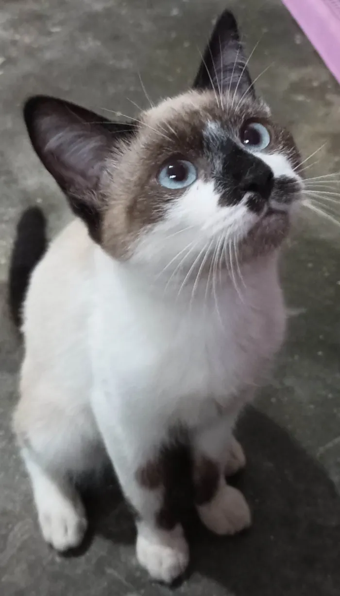 Gato raça Sem raca idade 2 a 6 meses nome Chico