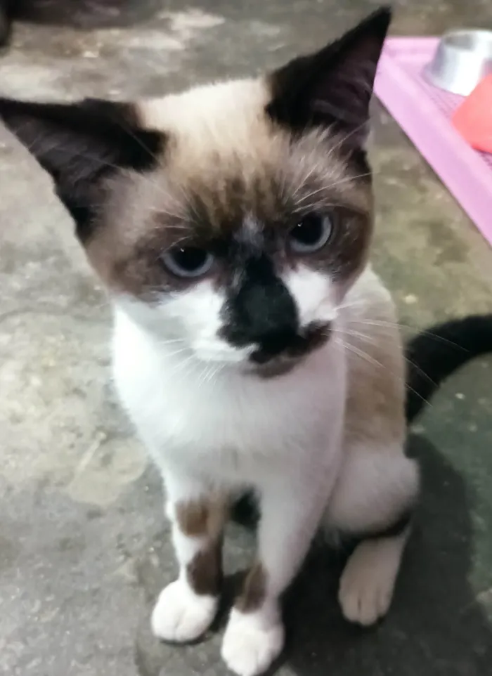 Gato raça Sem raca idade 2 a 6 meses nome Chico