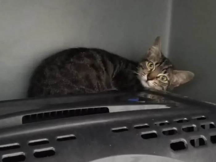 Gato raça Srd idade 2 a 6 meses nome Capitu