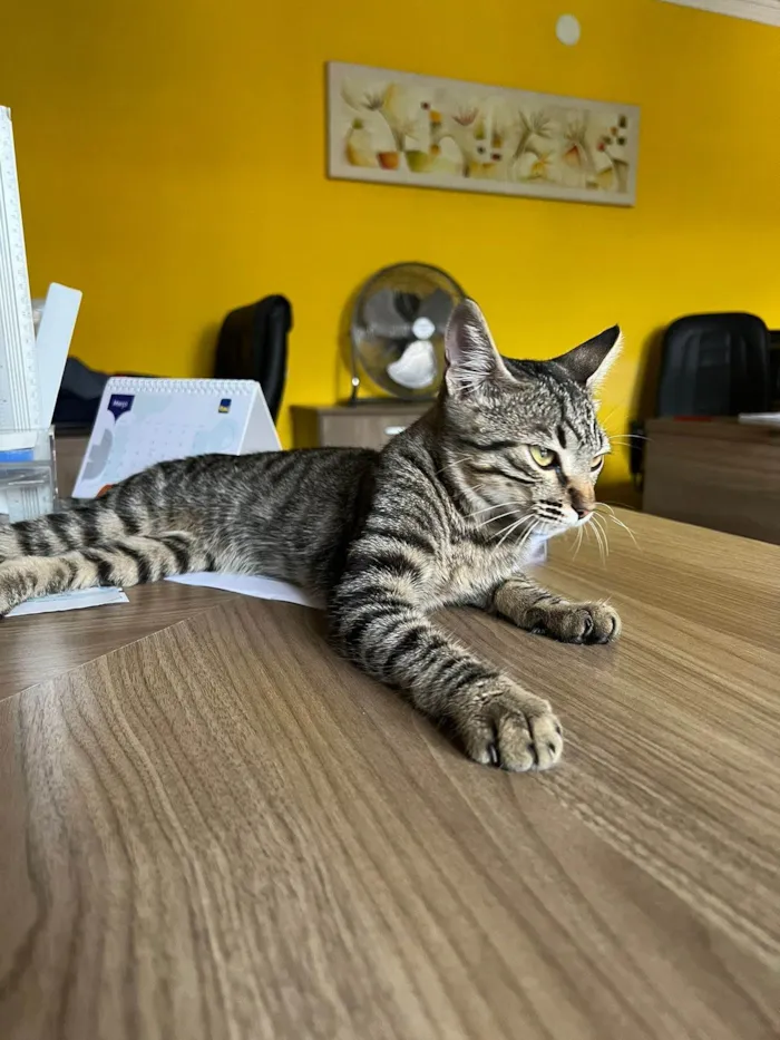 Gato raça SRD-ViraLata idade  nome Matilda 