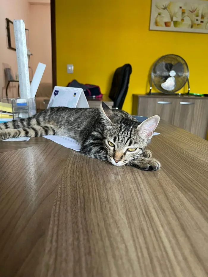 Gato raça SRD-ViraLata idade  nome Matilda 