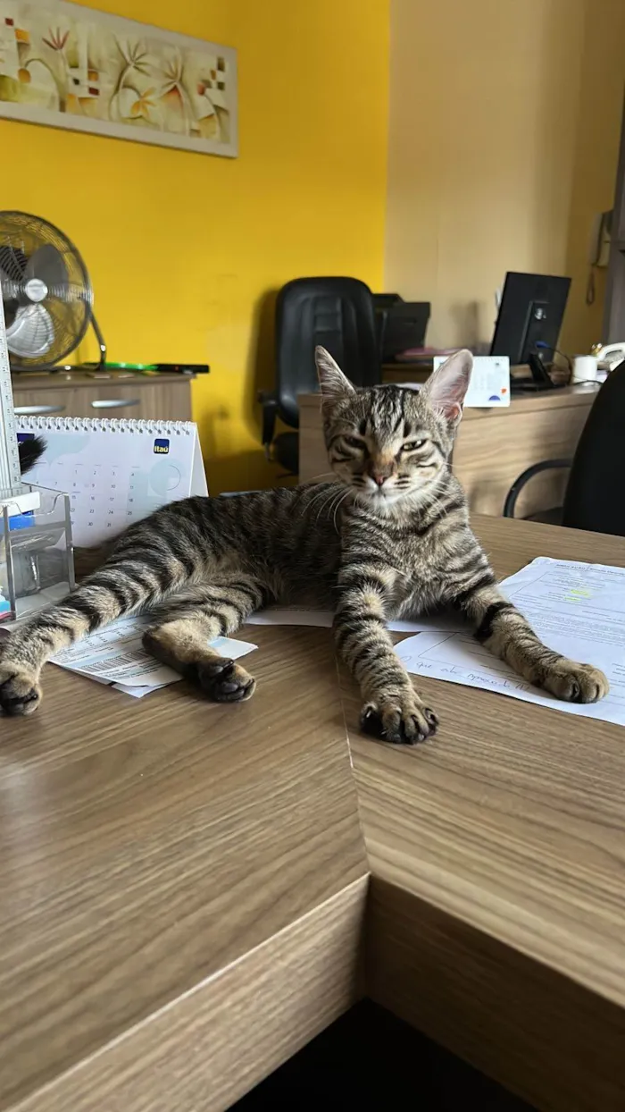 Gato raça SRD-ViraLata idade  nome Matilda 