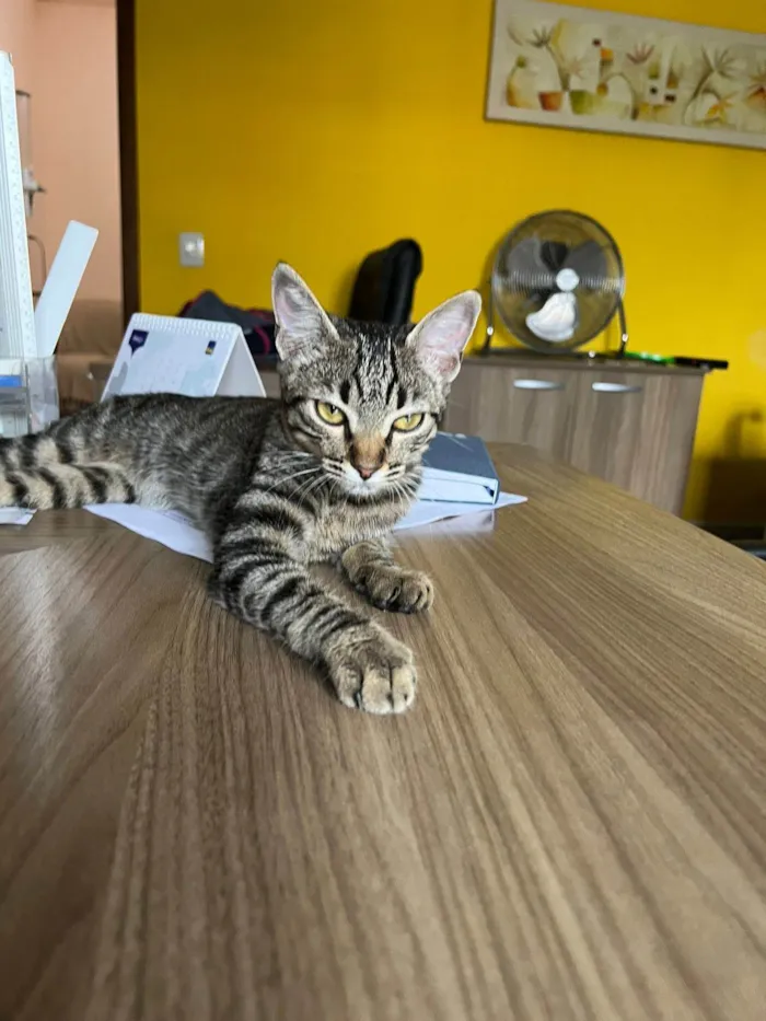 Gato raça SRD-ViraLata idade  nome Matilda 