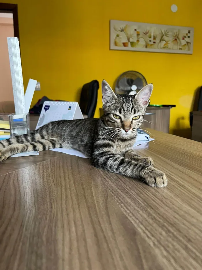 Gato raça SRD-ViraLata idade  nome Matilda 