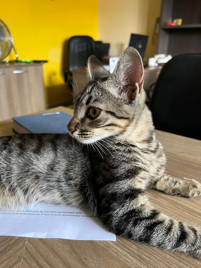 Gato raça SRD-ViraLata idade  nome Matilda 