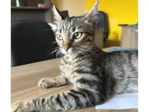 Gato raça SRD-ViraLata idade  nome Matilda 