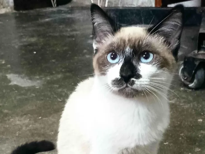 Gato raça Sem raca idade 2 a 6 meses nome Chico