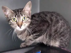 Gato raça Srd idade 2 a 6 meses nome Capitu