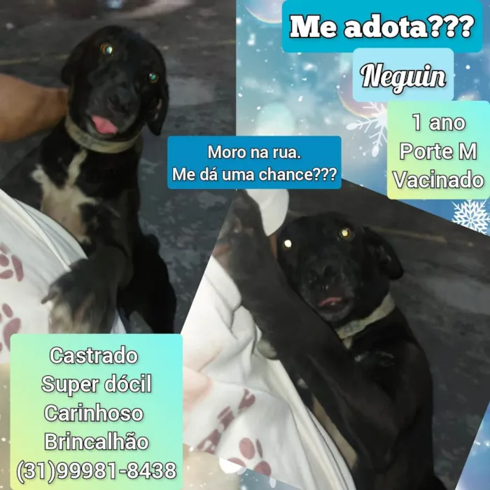 Cachorro raça SRD-ViraLata idade 1 ano nome Neguin