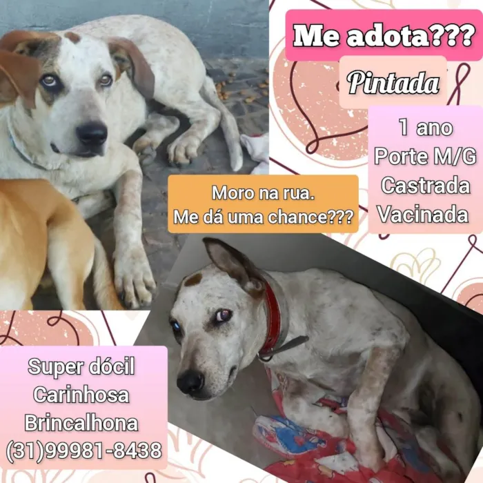 Cachorro raça SRD-ViraLata idade 1 ano nome Pintada