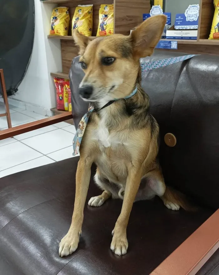 Cachorro raça SRD-ViraLata idade 1 ano nome Bebe
