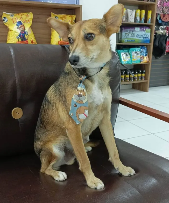 Cachorro raça SRD-ViraLata idade 1 ano nome Bebe