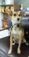 Cachorro raça SRD-ViraLata idade 1 ano nome Bebe